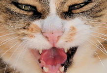 Младенца жестоко покусал домашний кот