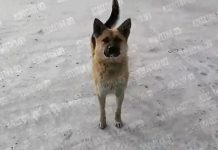 Псы возле домов: в действиях властей в Забайкалье находили нарушения