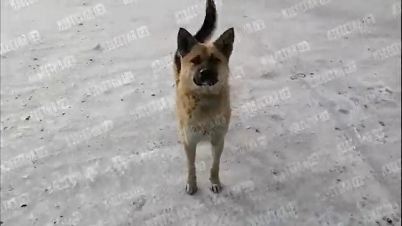 Псы возле домов: в действиях властей в Забайкалье находили нарушения