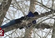 Спрятавшийся от полиции на дереве педофил употреблял наркотики