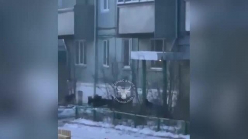 Жители села в Забайкалье вышли на сход из-за девочки, убитой собаками