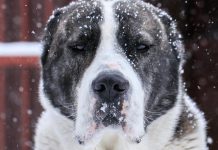 Алабай прокусил голову трехлетнему ребенку в поселке в Забайкалье