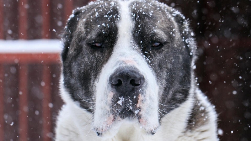 Алабай прокусил голову трехлетнему ребенку в поселке в Забайкалье
