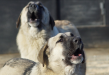 Покусавшая лицо мальчика собака в Челябинске не была бродячей