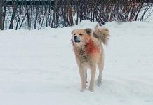 Прокуратура заинтересовалась «нашествием» собак в Новгородской области