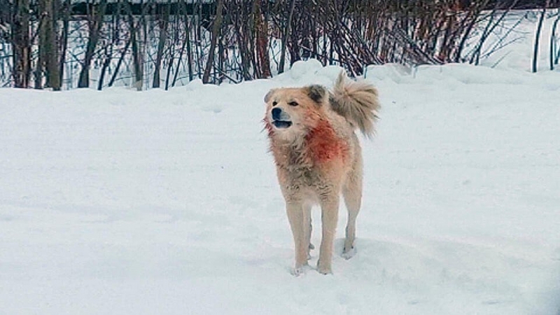 Прокуратура заинтересовалась "нашествием" собак в Новгородской области
