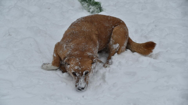 Прокуратура заинтересовалась "нашествием" собак в Новгородской области