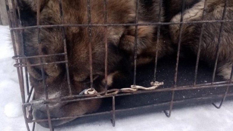 Собака прокусила ногу шестилетней девочке в Ленобласти