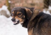 Собака прокусила ногу шестилетней девочке в Ленобласти