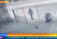 Стая бродячих собак напала на ребенка в Челябинске