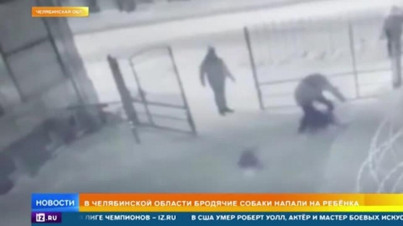 Стая бродячих собак напала на ребенка в Челябинске