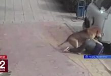 Бездомная собака искусала школьника в Дагестане