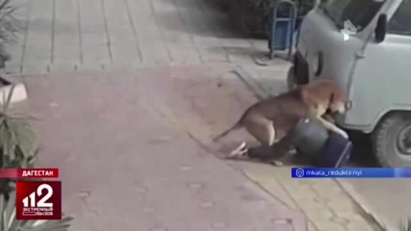 Бездомная собака искусала школьника в Дагестане