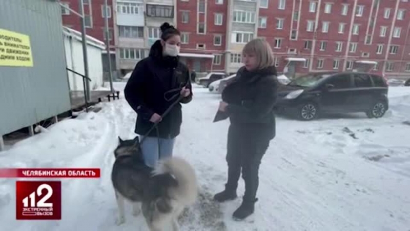 Хозяйке покусавшего школьника хаски может грозить реальный срок