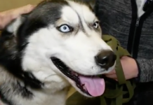 Хозяйке покусавшего школьника хаски может грозить реальный срок
