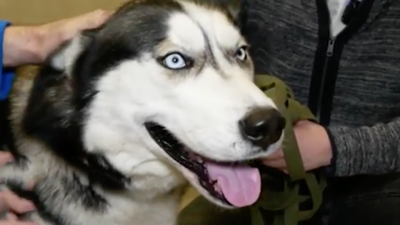 Хозяйке покусавшего школьника хаски может грозить реальный срок