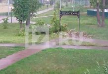 Момент падения дерева на девочку в Серпухове попал на видео