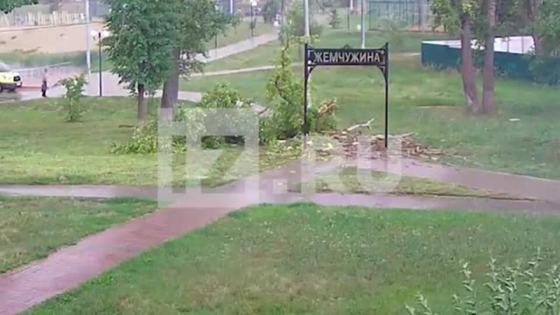 Момент падения дерева на девочку в Серпухове попал на видео