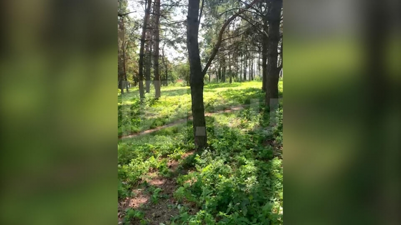 Кадры с места нападения подростка на мать и ребенка под Белгородом