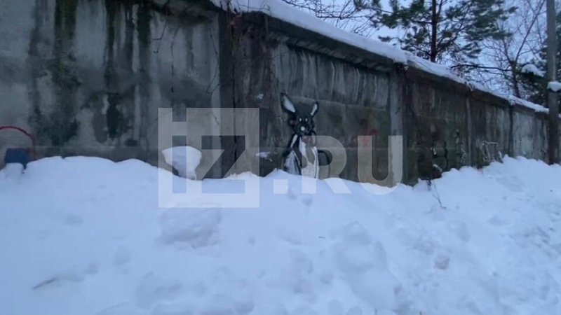 Подростка из Подмосковья засыпало насмерть снегом во время выгула собаки