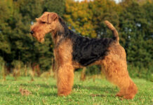 Жесткошерстные собаки: Отличия, подход к детям и уход с поддержкой Apicenna