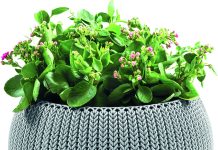 Горшки для цветов: Как выбрать идеальное жилище для ваших растений