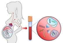 Неинвазивный пренатальный тест с определением СМА в Уфе