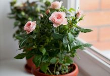 Как ухаживать за домашней розой