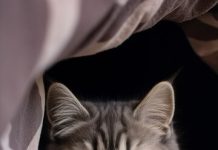 Как помочь ребенку пережить смерть питомца: советы для родителей