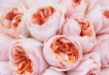 Пионовидные розы – красота и элегантность