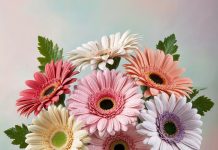 Герберы: яркие цветы солнца в вашем доме и саду