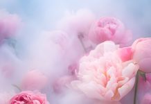 Свежие цветы в Ростове от ЭКСПРЕСС БУКЕТ: когда важно качество, аромат и живые эмоции