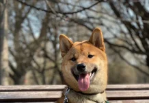 Подходит ли сиба-ину в семью с детьми?