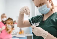 Вакцинация домашних животных: забота о здоровье кошек и собак