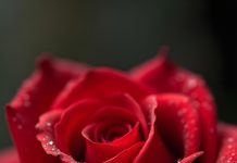 Букеты из роз в Нижнем Новгороде: особенности выбора и актуальные тенденции