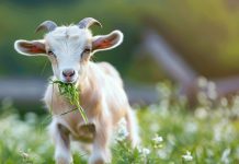 Преимущества смесей на козьем молоке