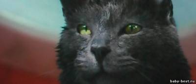 Кошки против собак: Месть Китти Галор / Cats & Dogs: The Revenge of Kitty Galore (2010/CAMRip/1400Mb)