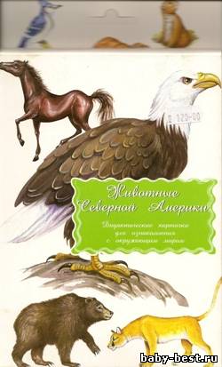 Животные Северной Америки. Дидактические карточки