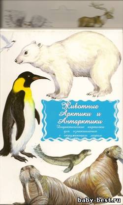 Животные Арктики и Антарктики. Дидактические карточки