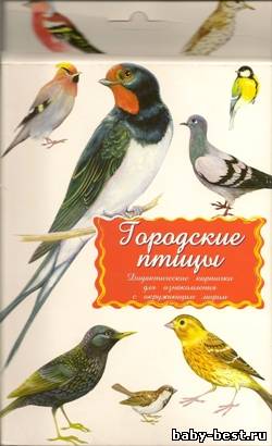 Городские птицы. Дидактические карточки
