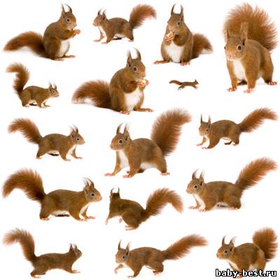 Клипарт - Белка