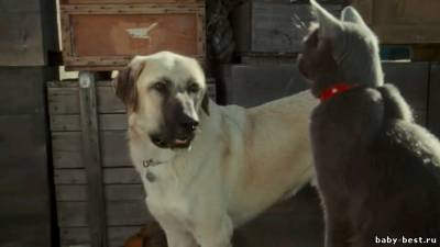 Кошки против собак : Месть Китти Галор / Cats & Dogs: The Revenge of Kitty Galore (2010) DVDRip