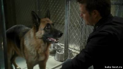 Кошки против собак : Месть Китти Галор / Cats & Dogs: The Revenge of Kitty Galore (2010) DVDRip