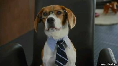 Кошки против собак : Месть Китти Галор / Cats & Dogs: The Revenge of Kitty Galore (2010) DVDRip