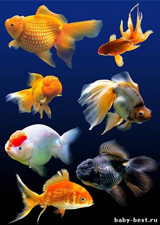 Клипарт - Золотые рыбки