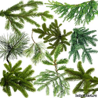 Клипарт - Ветки ёлок