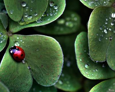 Обои / Божьи коровки