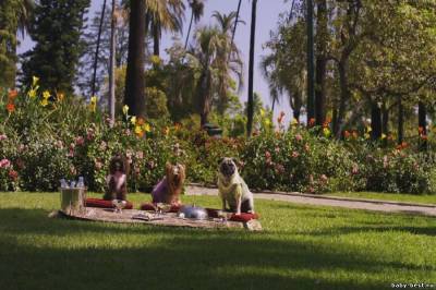 Крошка из Беверли-Хиллз 2 / Beverly Hills Chihuahua 2 (2011) BDRip 720p