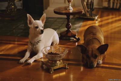 Крошка из Беверли-Хиллз 2 / Beverly Hills Chihuahua 2 (2011) BDRip 720p