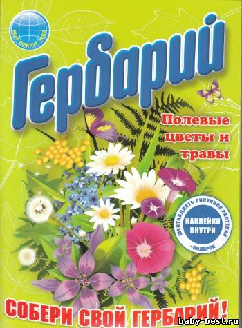 Гербарий. Полевые цветы и травы